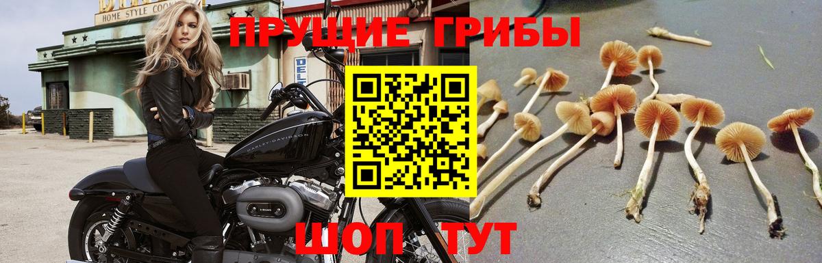 Галлюциногенные грибы прущие грибы Мценск